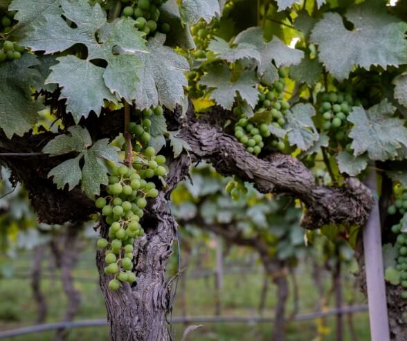 Vigna con uva matura